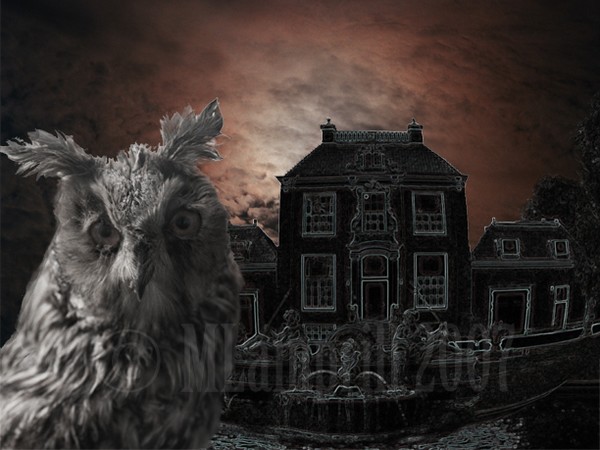 The Owl