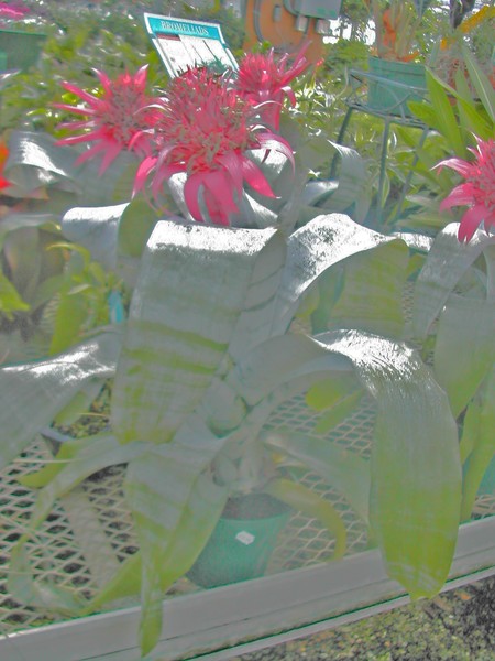 pink petals 