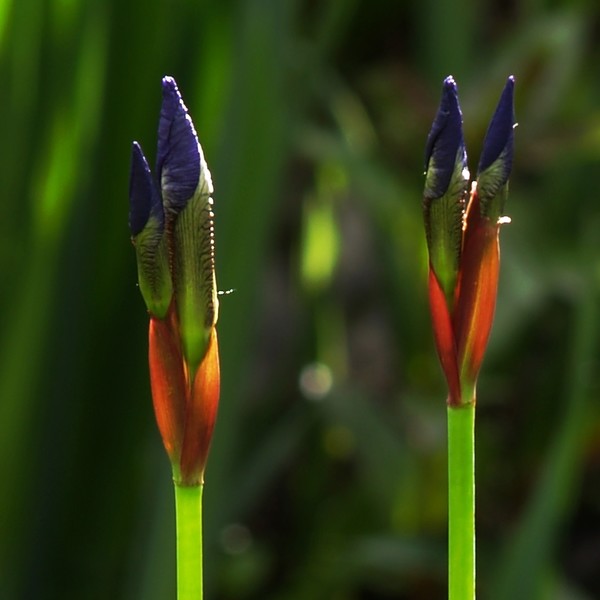 Iris Sibirica