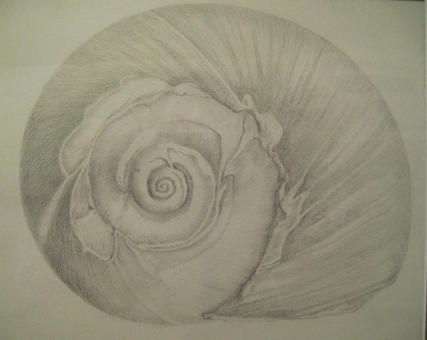 Shell