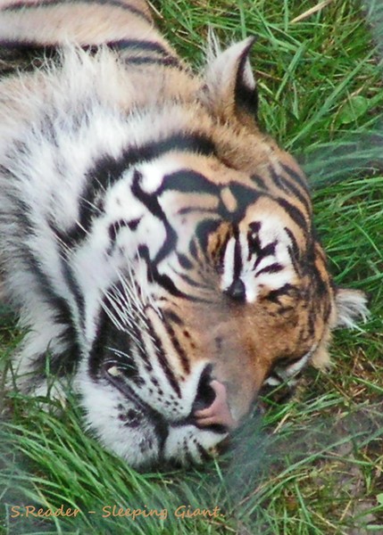 Sleeping Giant