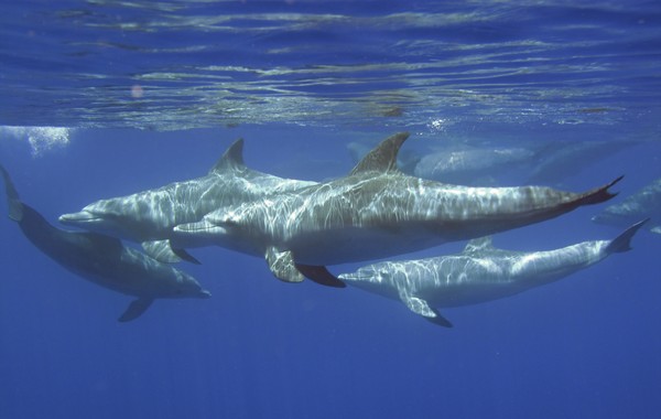 Spinner Dolphins