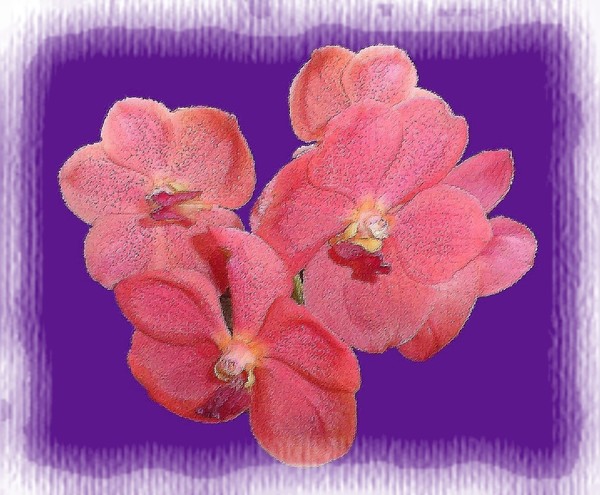 A flower for you....