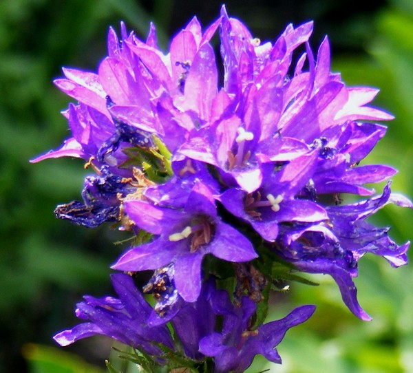 Purple_Wisps_2
