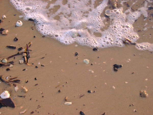 Foamy Shore