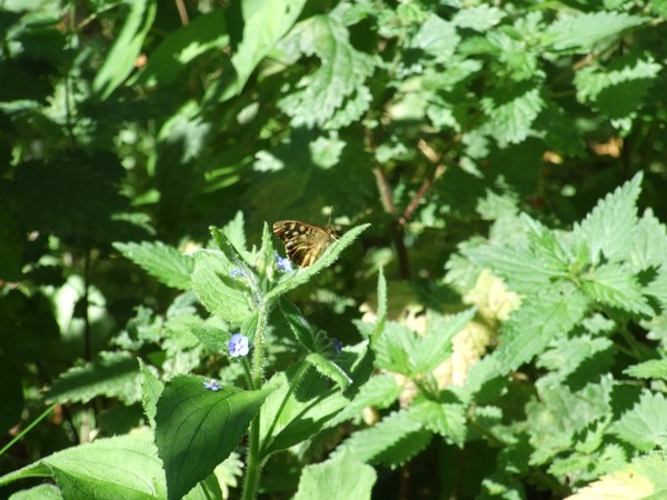 Rugby Butterfly