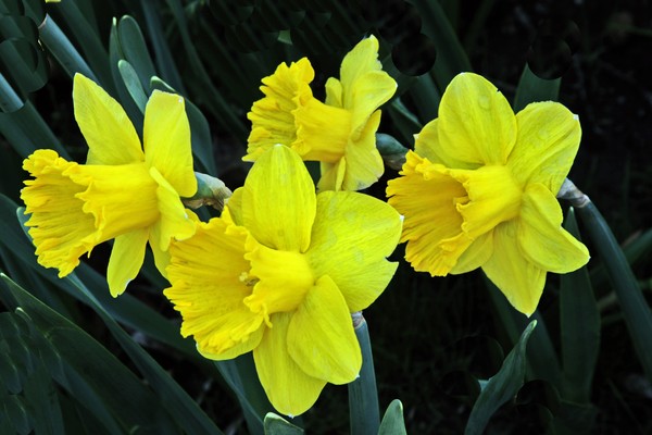 GANG OF DAFFODILS