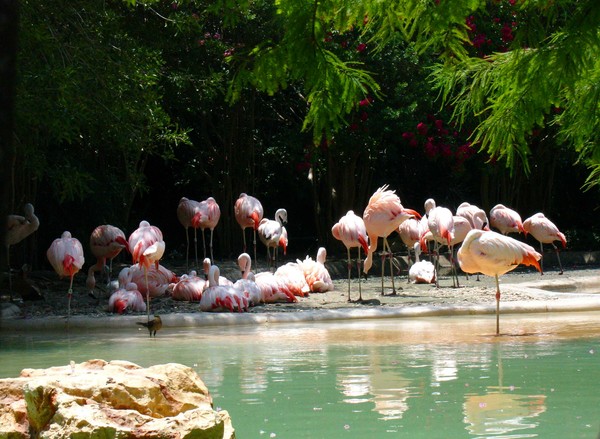 Flamingoes
