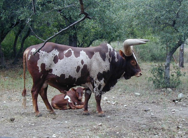 Bull and Baby