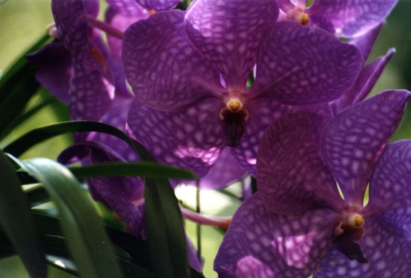 Vanda Orchid