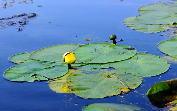 Yellow Pond Lily