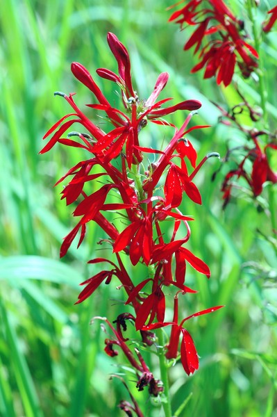 Cardinal flower #2