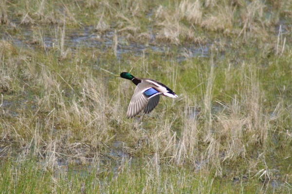 green head mallard