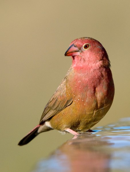 Red-Billed Firefinch