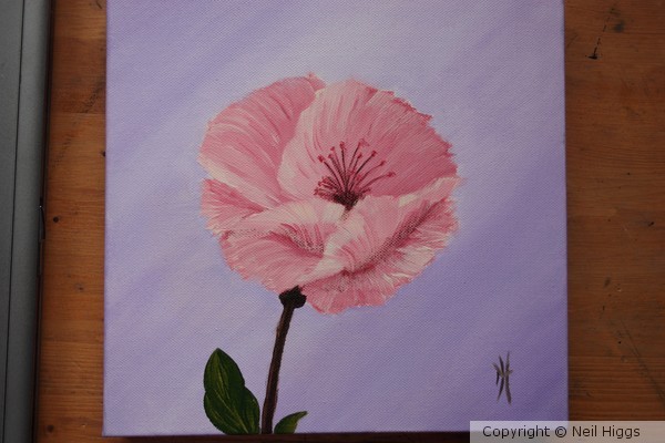 Pink Poppy