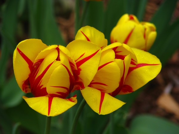 springto-atumglory08-