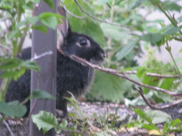 city rabbits