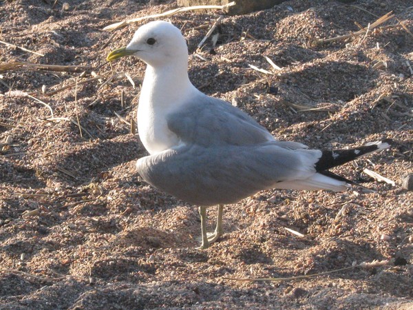 seagul..with broken wing..