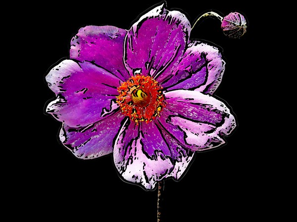 Painted Japanese Anemone