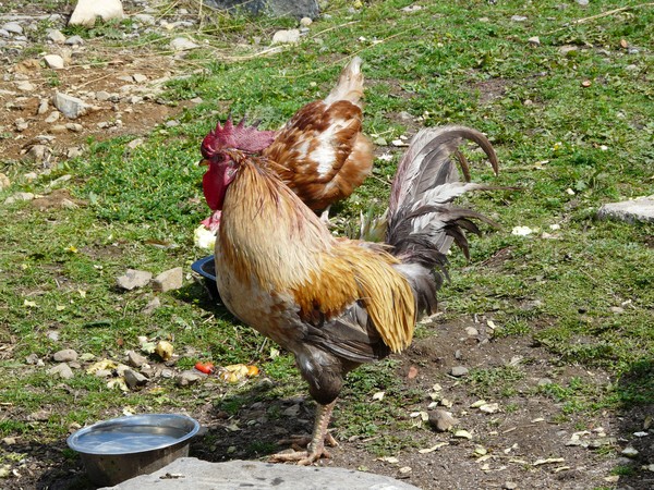 King of the Roost