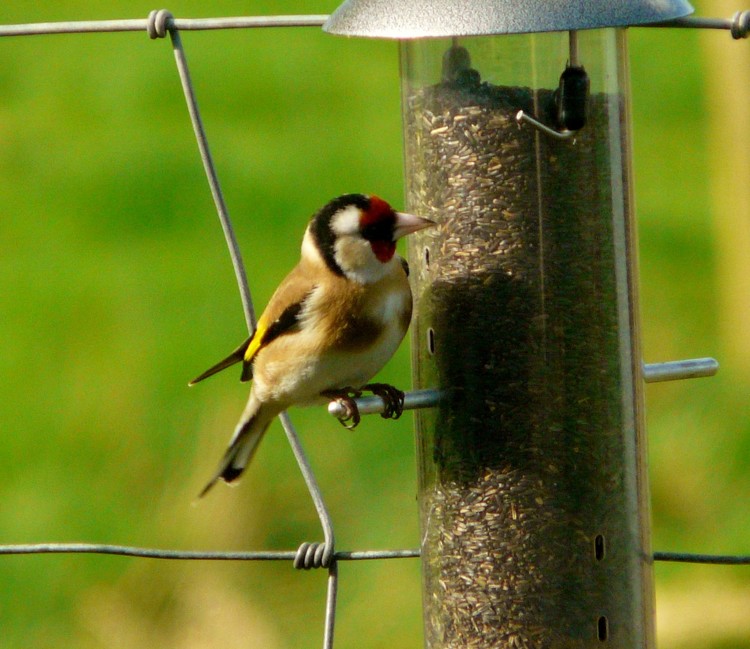 Hungry Goldfinch