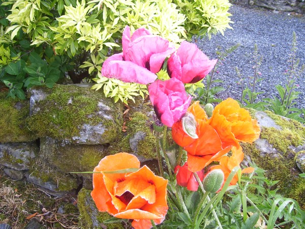 Hybrid Poppies