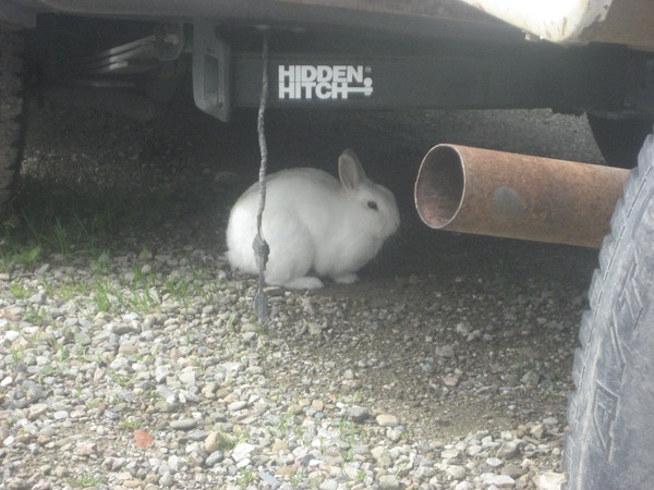 Rabbit on the pipe