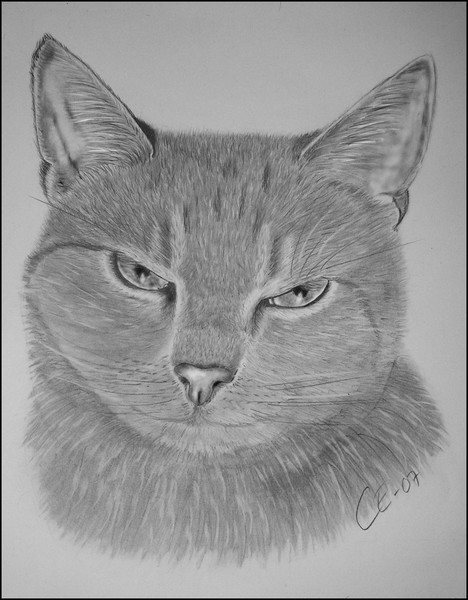 Catface