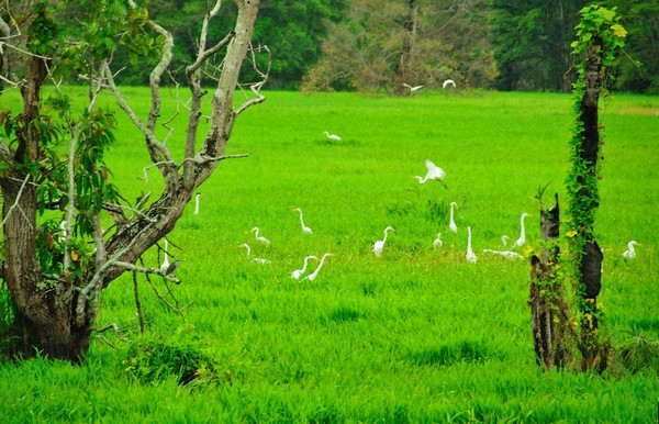 Birds of Amazon