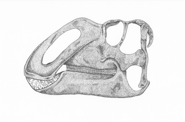 Gyptosaurid Skull
