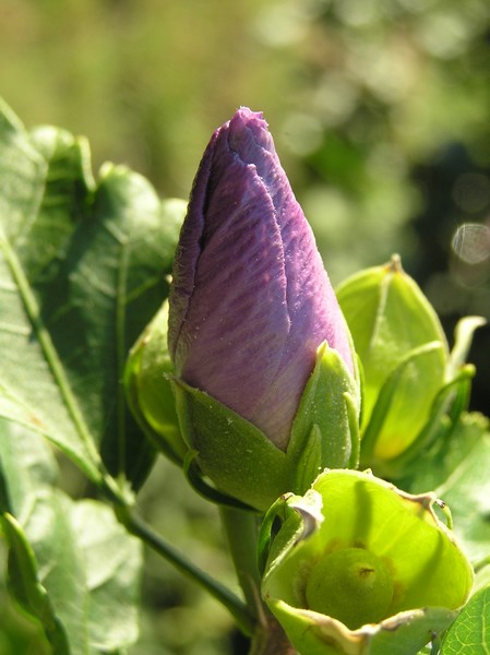 Purple Sensation