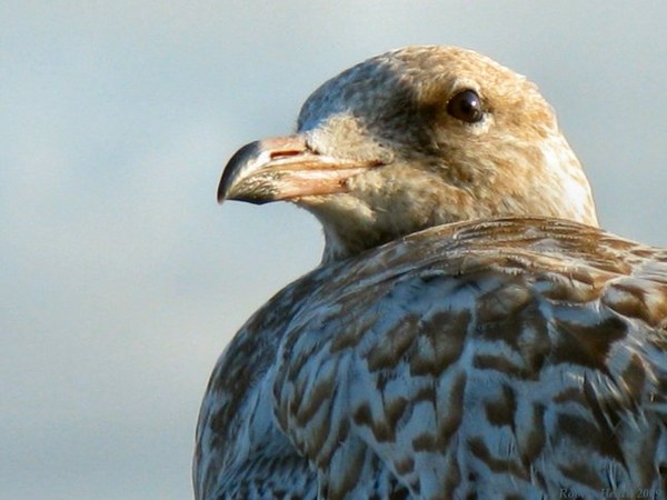 seagull III