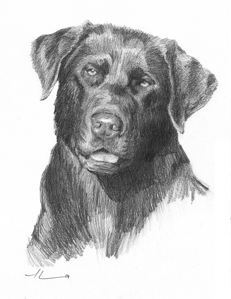 wp-lg chocolate lab drawing