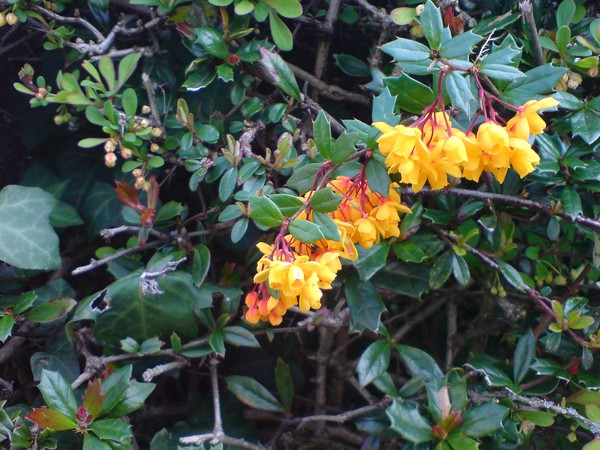 Flowers I