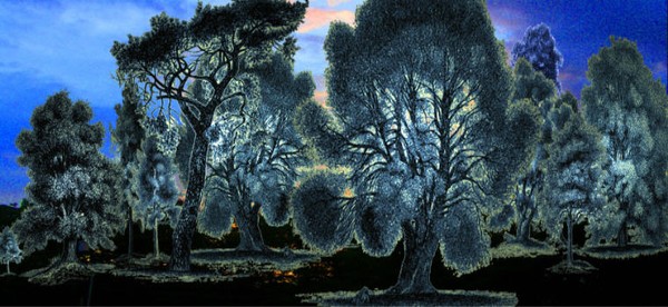 Evening Trees