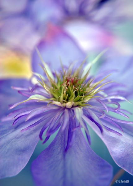 Clematis in Glory