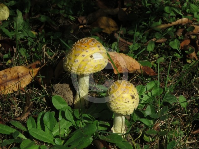 Mushrooms