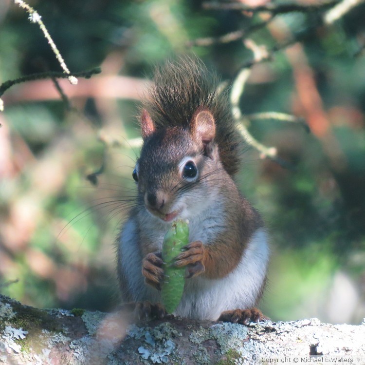 Red squirrel