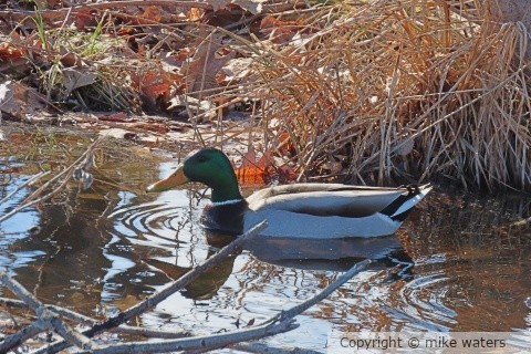 male duck