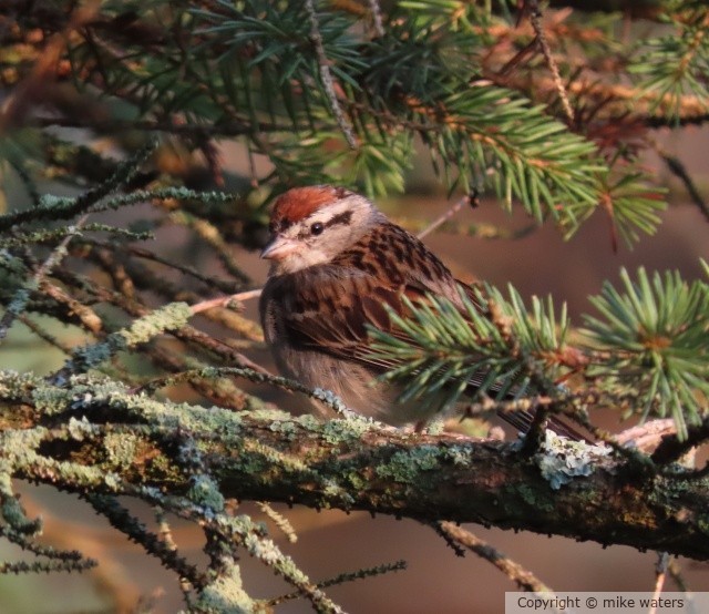 Chipping sparrow