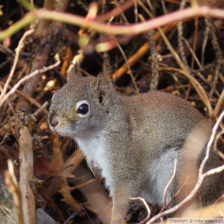 cute squirrel