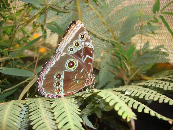 Butterfly in Mindo