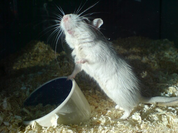 mouse