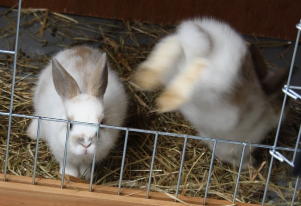 Hop!