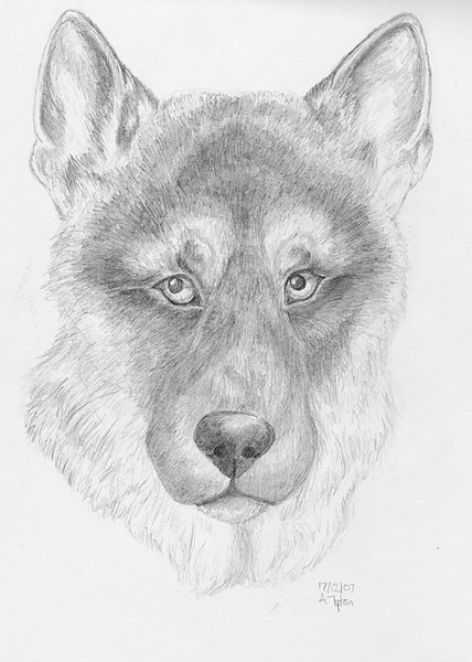 German Shepherd Dog