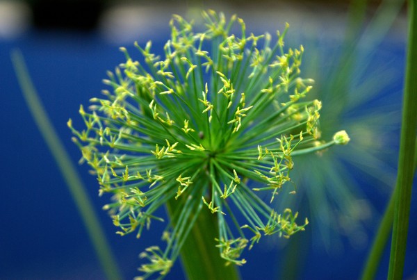 green around