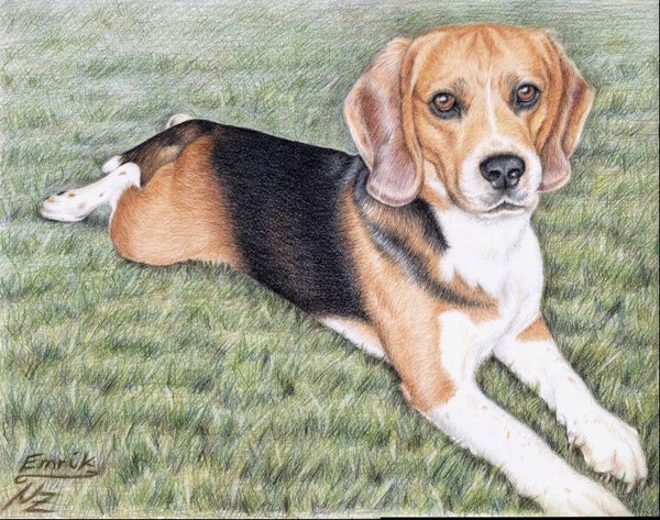 Beagle Emrik