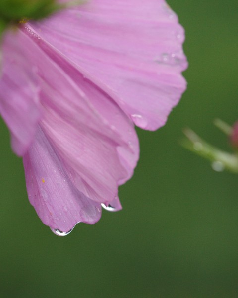 Cosmos Detail