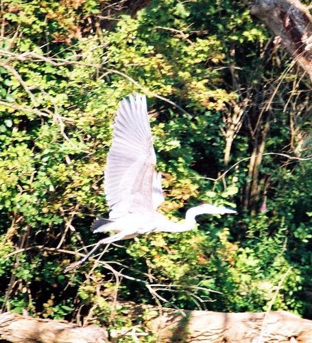Heron  taking flight