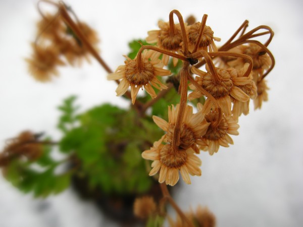 little plant